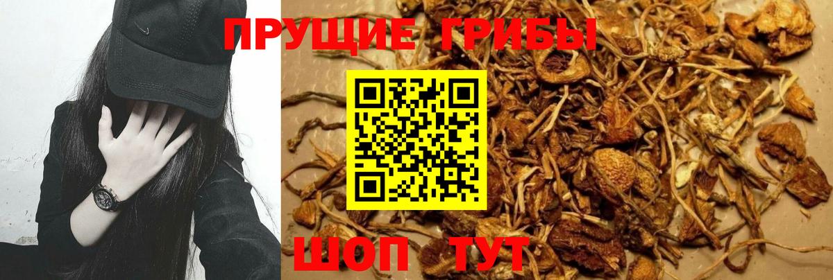 дарнет шоп  Галлюциногенные грибы Magic Shrooms  Чита  Вход с VPN  Псилоцибиновые грибы Psilocybe 