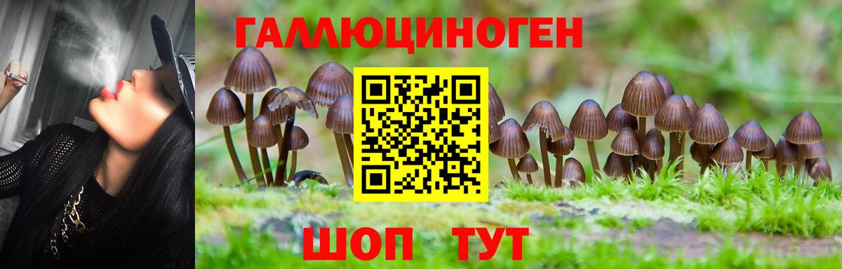 Псилоцибиновые грибы Psilocybine cubensis Чита